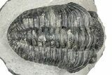 Phacopid (Drotops) Trilobite - Mrakib, Morocco #357346-3